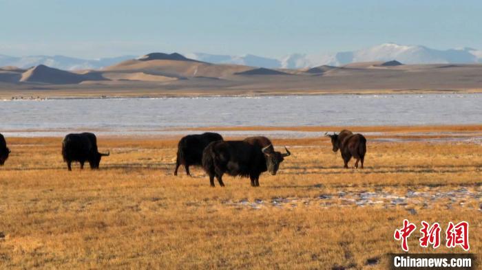 新疆阿爾金山野牦牛三五成群悠閑覓食?！“吞貭栠_拉 攝