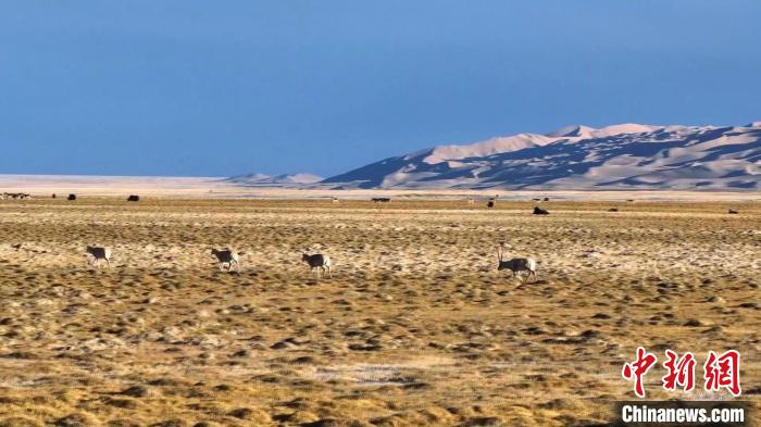 新疆阿爾金山國家級自然保護區(qū)內的各類野生動物的數量呈現出穩(wěn)定的上升趨勢?！“吞貭栠_拉 攝