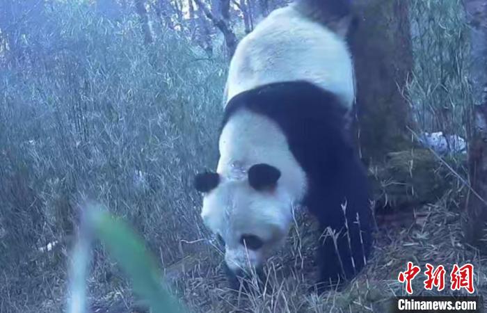 四川天全:野生大熊貓兩次在同一棵樹上“作標記”