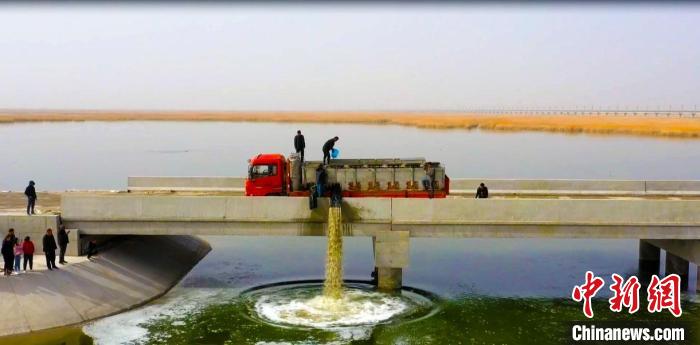 此次放流魚苗長10厘米—30厘米，預(yù)計到今年10月份將再放流一批魚苗到臺特瑪湖水域?！“吞貭栠_(dá)拉 攝