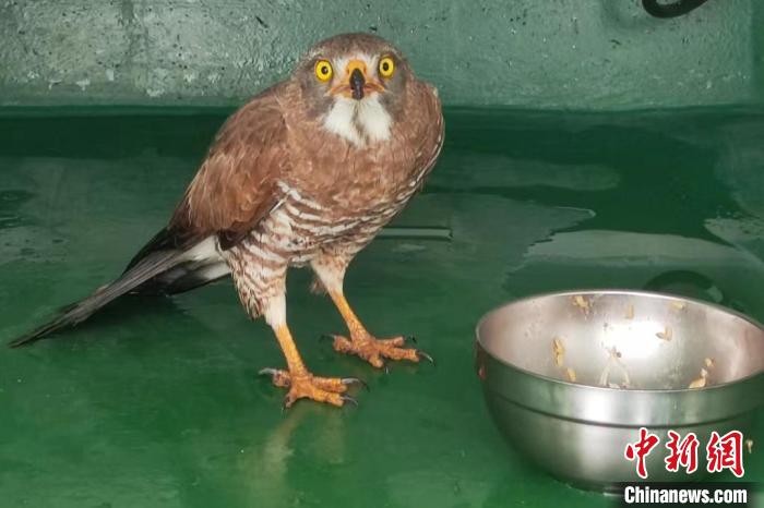 海警執(zhí)法員為灰臉鵟鷹投喂食物?！「Ｖ莺＞止﹫D