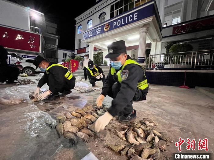 圖為移民管理警察對鱷魚爪進(jìn)行清點(diǎn)查驗(yàn)。　鄧敦宇 攝