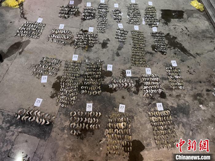 圖為鱷魚爪鋪滿空地?！∴嚩赜?攝