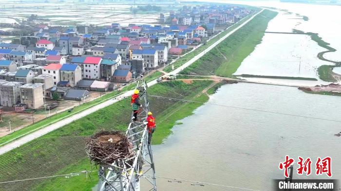 江西電力公司工作人員守護(hù)東方白鸛鐵塔“安家”?！珪?攝