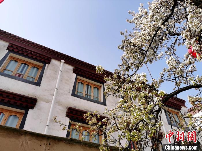 圖為尖扎縣坎布拉噶達(dá)莊園內(nèi)的梨花?！?zhí)砀?攝