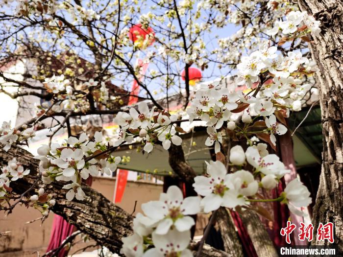 圖為尖扎縣坎布拉噶達(dá)莊園內(nèi)的梨花?！?zhí)砀?攝