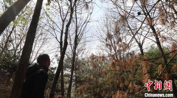 圖為馮樹文正在園區(qū)巡邏，觀察鷺鳥的一舉一動(dòng)?！∠蛏?攝