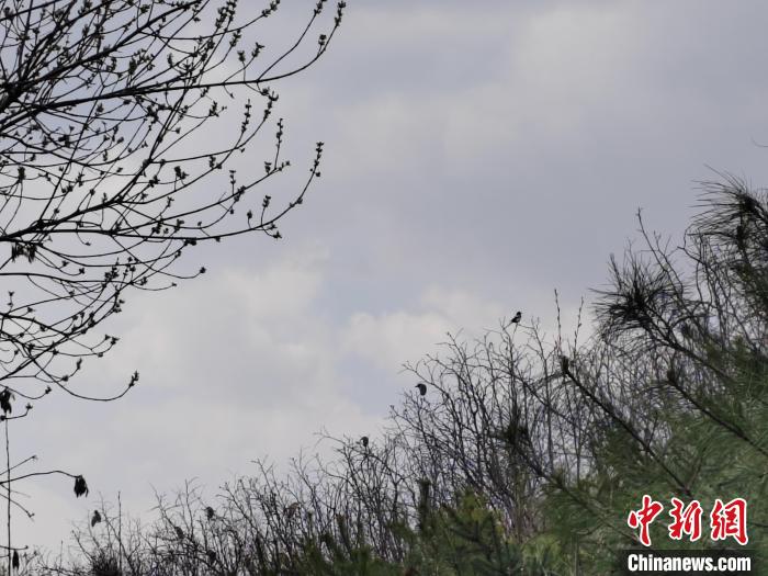 圖為鳥類在樹上棲息?！「哂昵?攝