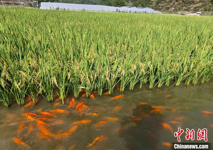 浙江鄉(xiāng)村觀察：“雙碳”實(shí)踐如何促農(nóng)增收致富？