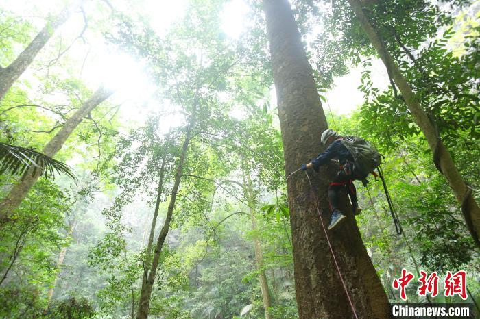 科考隊員爬樹測量望天樹。　徐健 攝