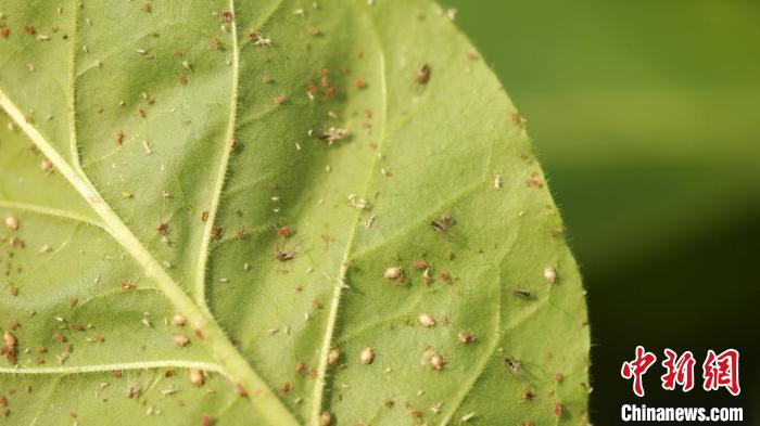 湖南桂陽“以蟲治蟲”：21億頭蚜繭蜂“衛(wèi)士”入農田