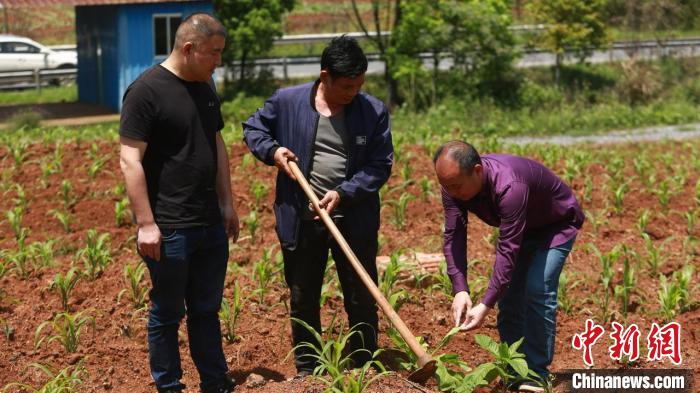 栽種僵蚜苗?！×卧娀?攝