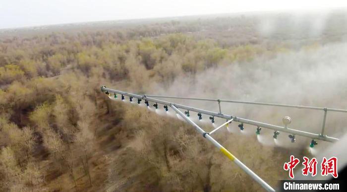 直升機飛防的最大載藥量為600公斤，每架次可以進行1000多畝胡楊林的噴灑任務(wù)?！⊥糁均i 攝