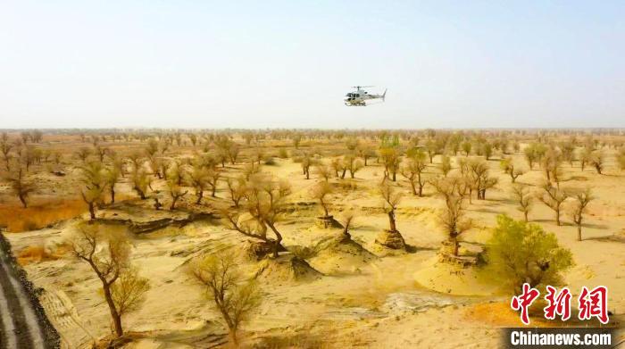 新疆巴州通過載有生物藥劑的飛機噴灑，有效保護塔河流域?qū)氋F的胡楊林資源，維護森林生態(tài)安全?！⊥糁均i 攝