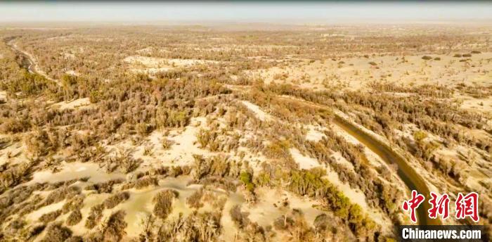 此次防治工作涉及新疆尉犁縣、輪臺縣、若羌縣及塔里木胡楊林保護區(qū)等地?！⊥聽栠d·吾斯曼 攝