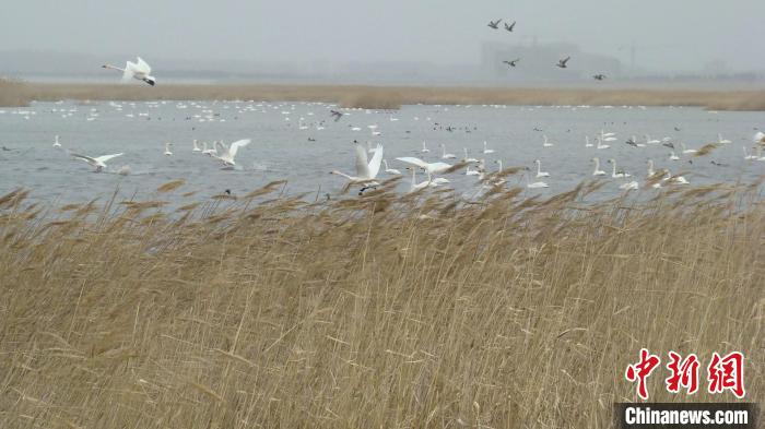 輝河國(guó)家級(jí)自然保護(hù)區(qū)迎近兩萬(wàn)只候鳥小天鵝數(shù)量接近峰值