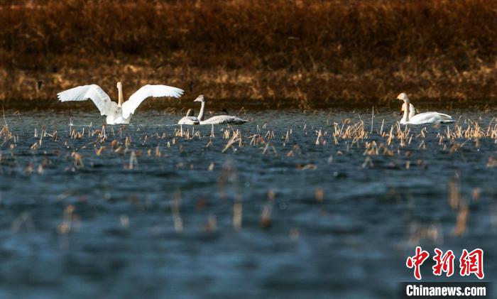 圖為候鳥在湖中游弋覓食?！「哂畛?攝
