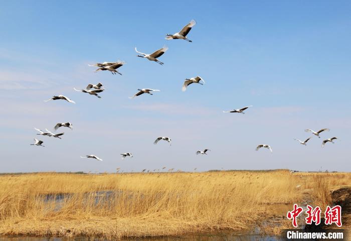 圖為丹頂鶴展翅高飛?！「哂畛?攝