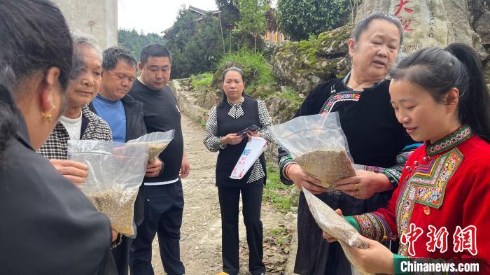 圖為張國丹在進行選品?！⌒烊A 攝