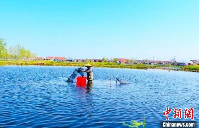 捕撈龍蝦?！☆櫴縿?攝