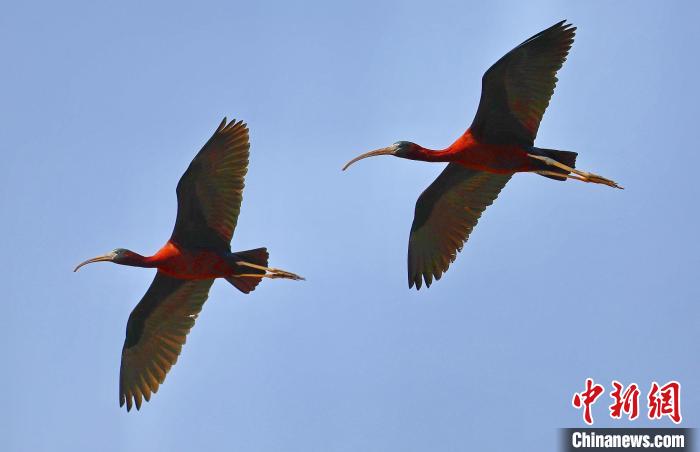 彩鹮在空中飛翔。　廣東省林業(yè)局 供圖