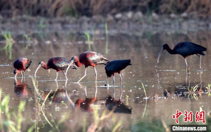 幾只彩鹮出現(xiàn)在東莞謝崗鎮(zhèn)黎村的水田里?！V東省林業(yè)局 供圖