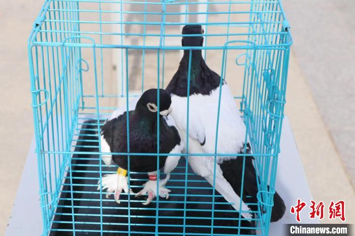 圖為參賽的觀賞鴿?！±★w 攝