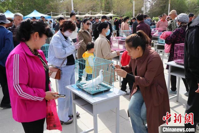 民眾欣賞參賽的觀賞鴿?！±★w 攝