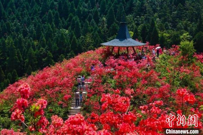 游客在浙中杜鵑谷內(nèi)參觀游玩(資料圖)?！”P峰鄉(xiāng)人民政府供圖