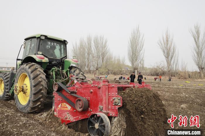中藥材種植為何能成新疆兵團(tuán)民眾增收新渠道？