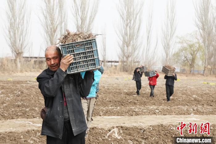 搬運已裝筐的丹參。(資料圖) 王萬軍 攝
