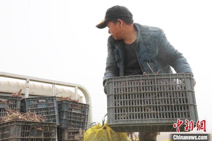 將丹參裝車。(資料圖) 王萬軍 攝