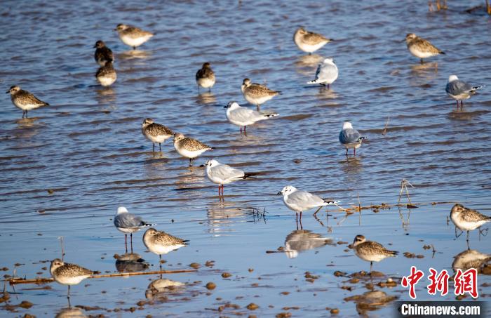 灰斑鸻和黑嘴鷗。　孫家錄 　攝