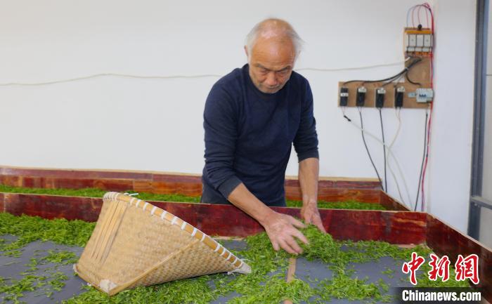 “茶鄉(xiāng)”新觀察：手工炒茶王為什么用上智能炒制機？