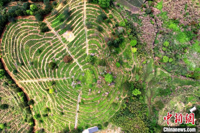 航拍海拔千米高山上的岳山嘉茗茶莊園?！埥鸫?攝