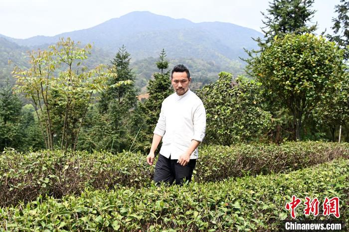 陳耘嘉查看茶葉生長(zhǎng)情況?！埥鸫?攝