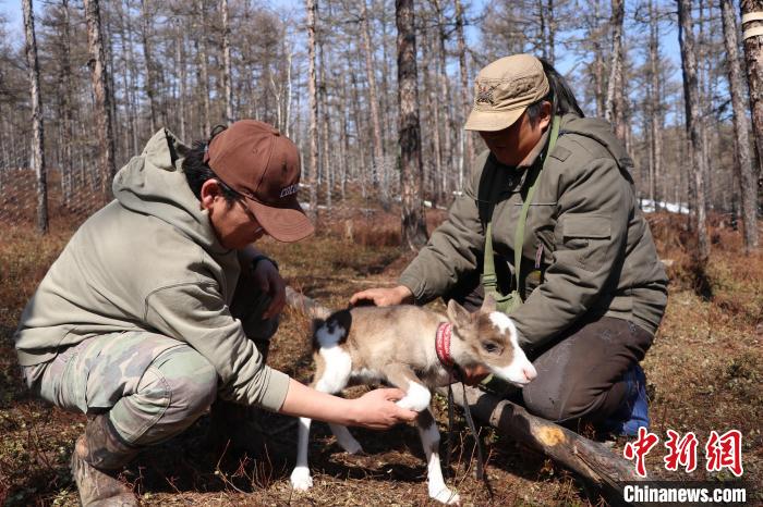圖為達(dá)琳瑪(右一)和覺樂(左一)檢查小馴鹿的四肢?！⊥踵嵷?攝