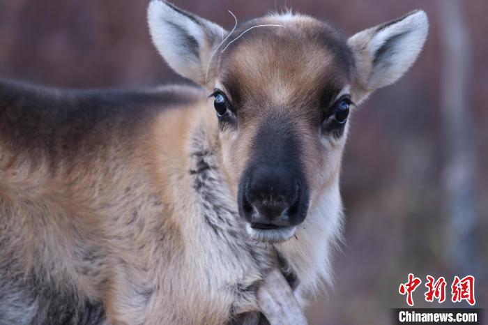 圖為剛出生的小馴鹿軟萌可愛?！⊥踵嵷?攝