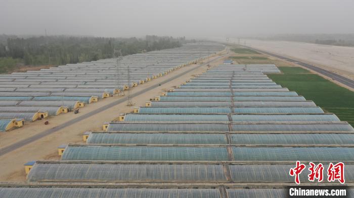 巴格其村整齊先進(jìn)的設(shè)施農(nóng)業(yè)。　趙飛 攝