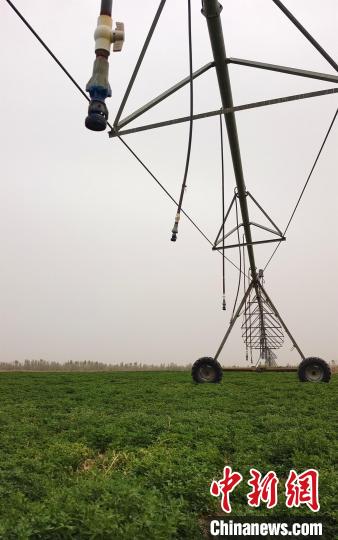 “橫跨”苜蓿地中的大型滴灌設(shè)備?！∈酚窠?攝
