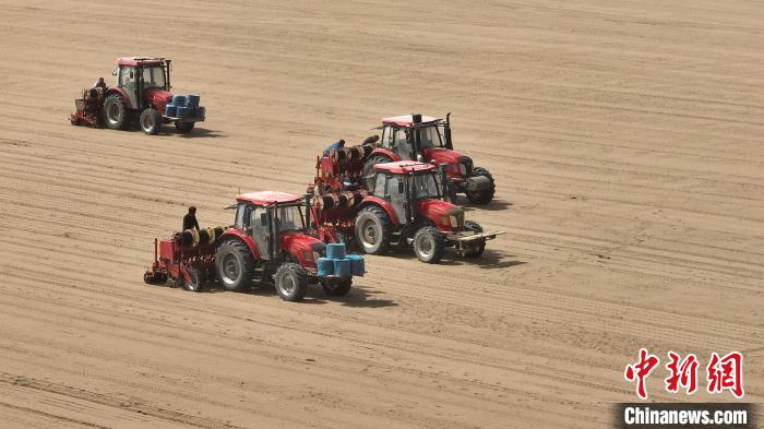 治沙又致富！新疆圖木舒克油莎豆機(jī)械化播種接近尾聲