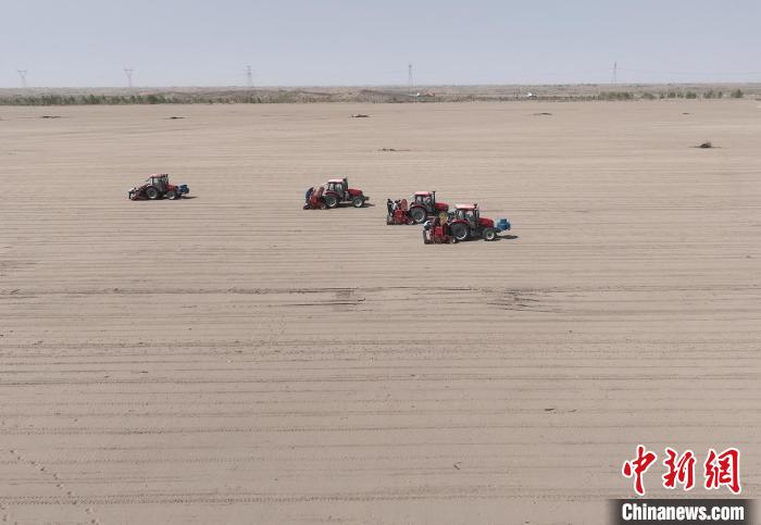 目前，54團(tuán)興安鎮(zhèn)油莎豆種植面積已從最初的2000畝增至1.61萬(wàn)畝?！〈揎@朝 攝