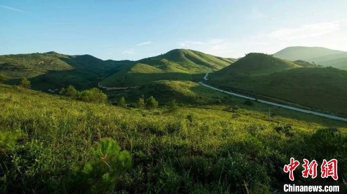 白溪草場海拔1000米，總面積2.4萬多畝，是古田縣最大的天然草場?！幍率形幕吐糜尉?供圖