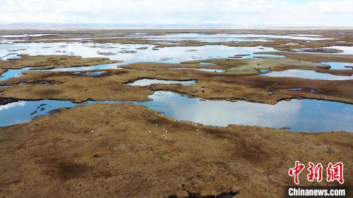 悠閑游弋的野生天鵝與碧波蕩漾的湖水、綠草新發(fā)的草原以及白雪皚皚的遠(yuǎn)山共同構(gòu)成一幅生機(jī)勃勃的自然畫卷 高那清 攝