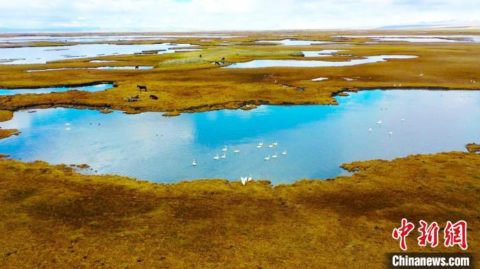 每年的四五月份，棲居在巴音布魯克國家級(jí)自然保護(hù)區(qū)的野生天鵝將陸續(xù)進(jìn)入筑巢孵化期?！?高那清 攝
