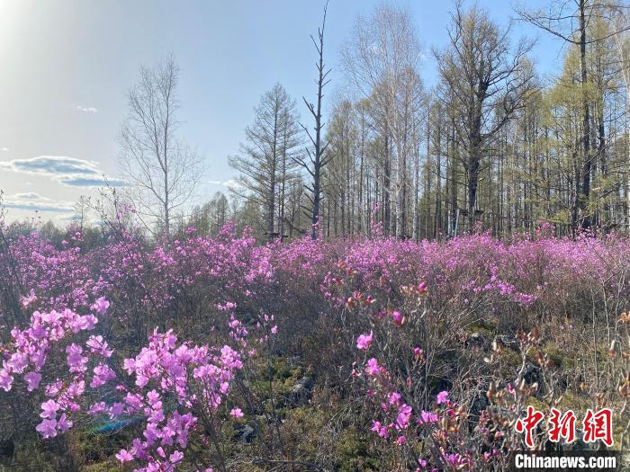 圖為成片盛開的興安杜鵑嬌艷欲滴?！埇| 攝