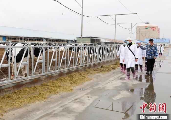 參觀現(xiàn)代化奶牛場(chǎng)?！畹?攝