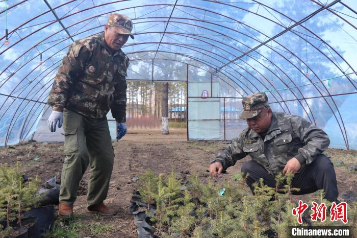 圖為技術(shù)員查看苗木長勢?！∷搴?攝