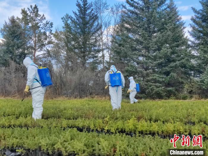 圖為檢疫員對林間苗木開展病蟲害防治工作?！∷搴?攝