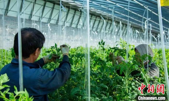 山西太原小店區(qū)持續(xù)促進(jìn)農(nóng)業(yè)產(chǎn)業(yè)提質(zhì)增效，聚焦“一企一品”，壯大村級(jí)集體經(jīng)濟(jì)，拓寬農(nóng)民增收渠道?！±羁◆?攝